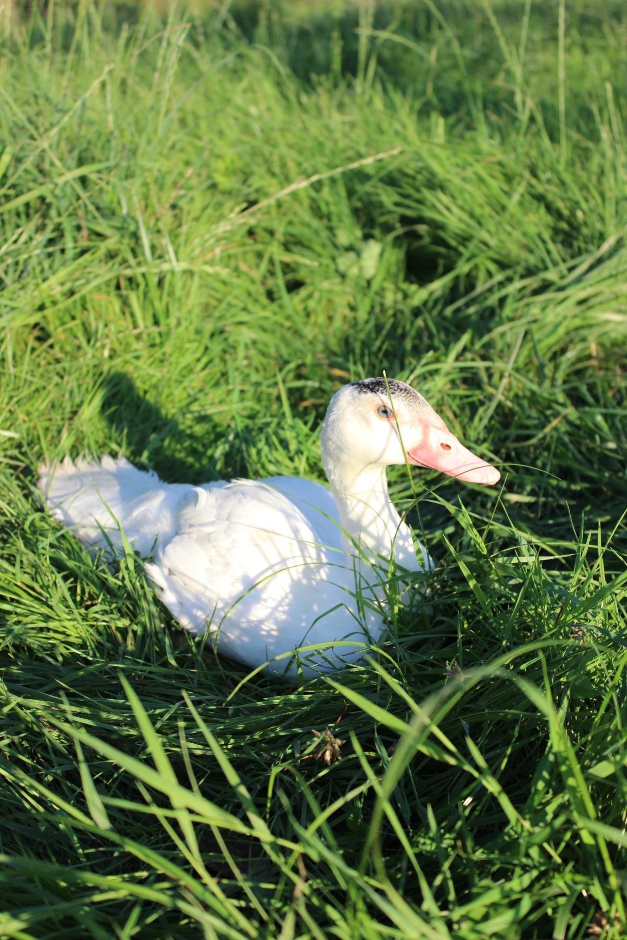 Enten peschkes-gefluegelbedarf-F1