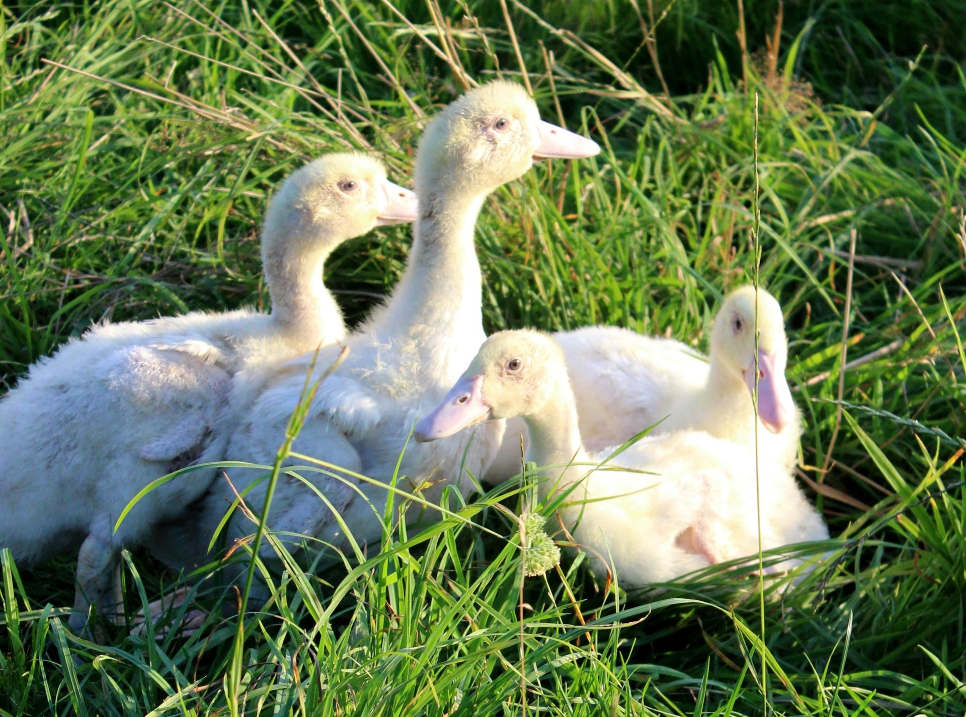Enten peschkes-gefluegelbedarf-M1