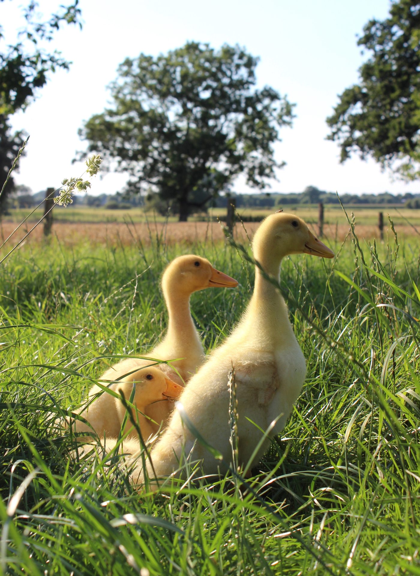 Enten peschkes-gefluegelbedarf-P1