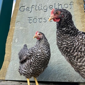 17,00€ je Henne (inkl. 7%MwSt)