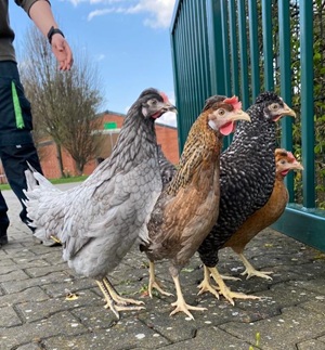 17,00€ je Henne (inkl. 7%MwSt)