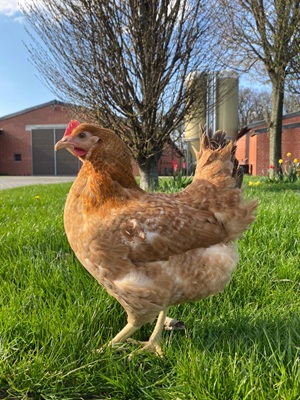 17,00€ je Henne (inkl. 7%MwSt)