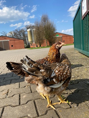 17,00€ je Henne (inkl. 7%MwSt)