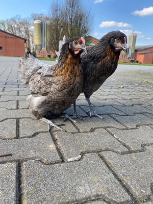 17,00€ je Henne (inkl. 7%MwSt)