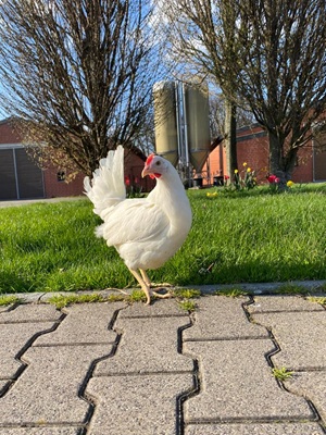 14,00€ je Henne (inkl.7% MwSt)