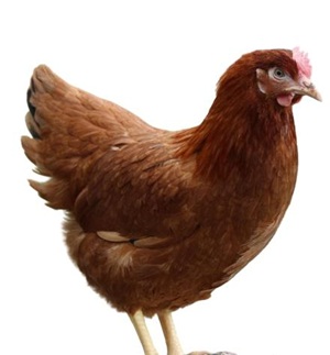 17,00€ je Henne (inkl. 7%MwSt)