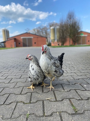 17,00€ je Henne (inkl. 7%MwSt)