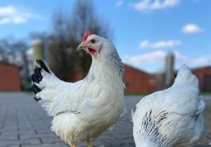 17,00€ je Henne (inkl. 7%MwSt)