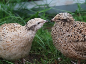 9,00€ je Henne (inkl. 7%MwSt)