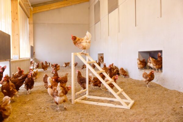 Kerbl Kletterturm für Hühner