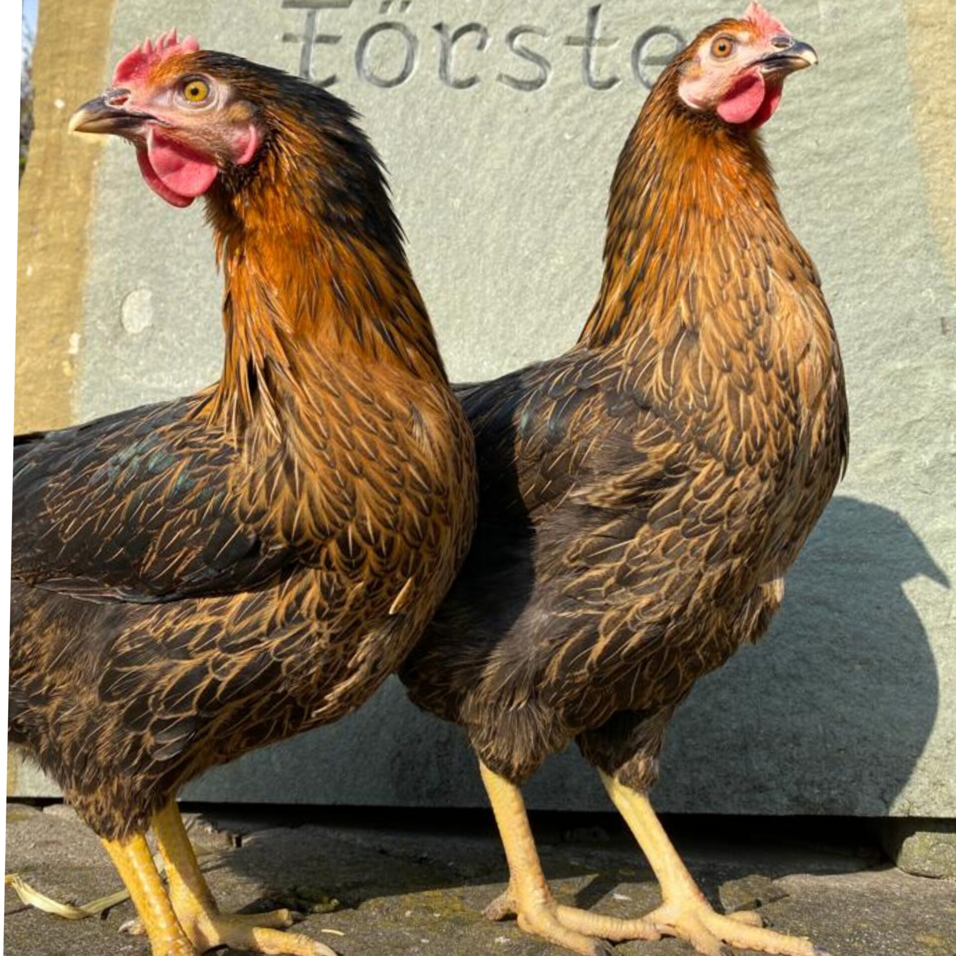 peschkes-gefluegelbedarf-BH